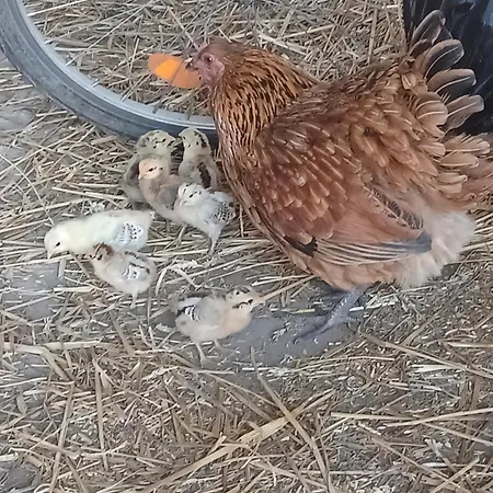 U Heleny Apartmán *