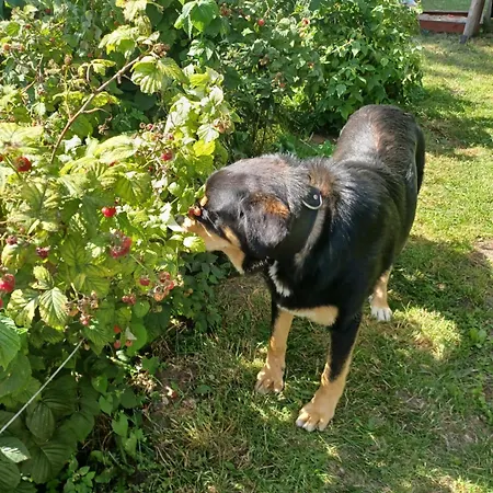 U Heleny Apartmán *