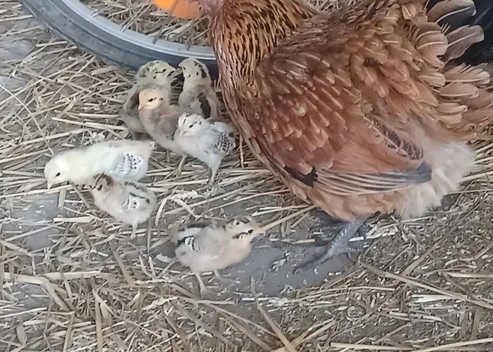 U Heleny Apartamento *