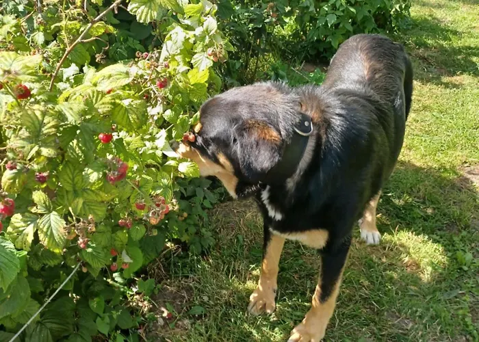 U Heleny Apartamento *